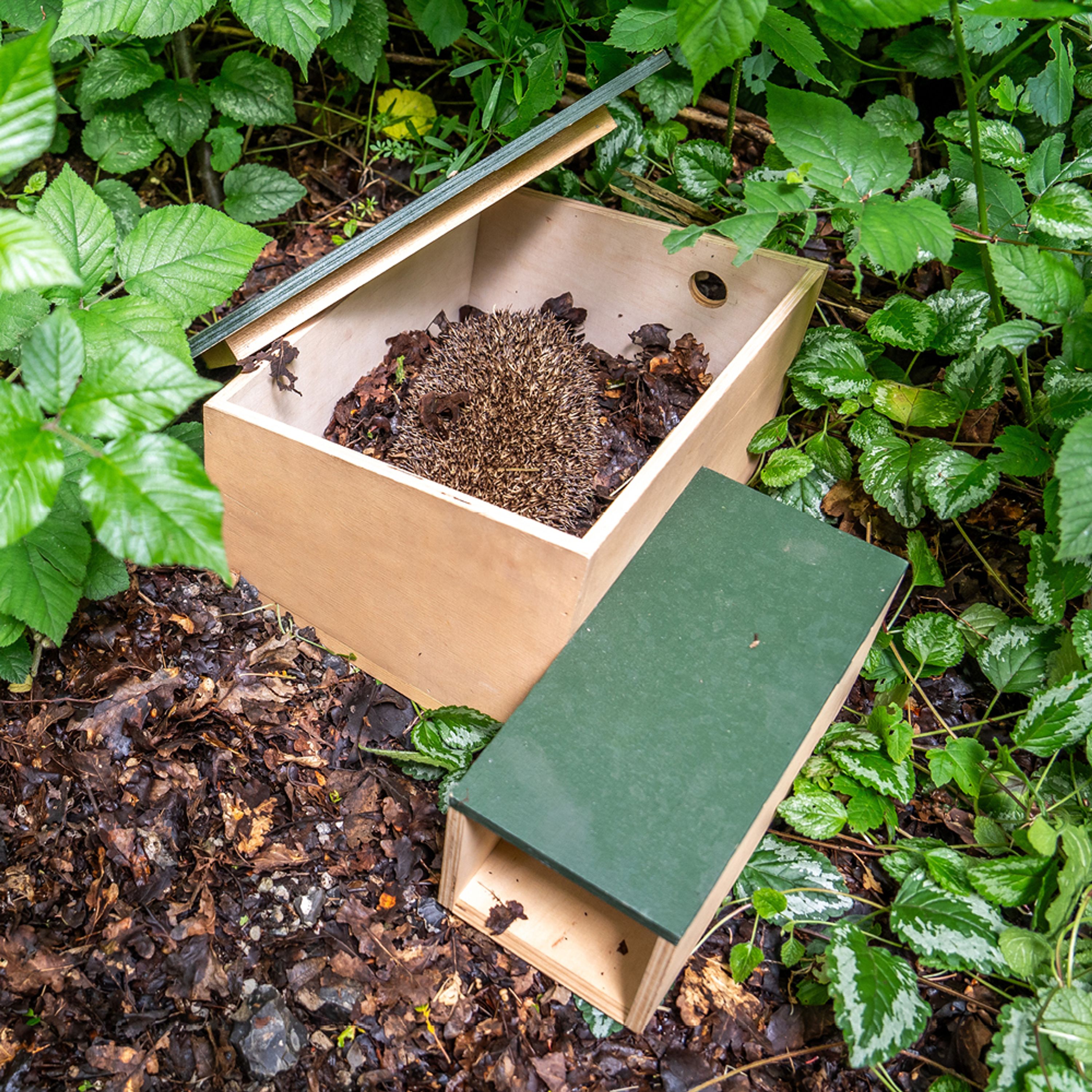 Igelschutzhaus | CJ Wildlife